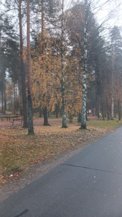 Kuva puiston puista syysväreissä.